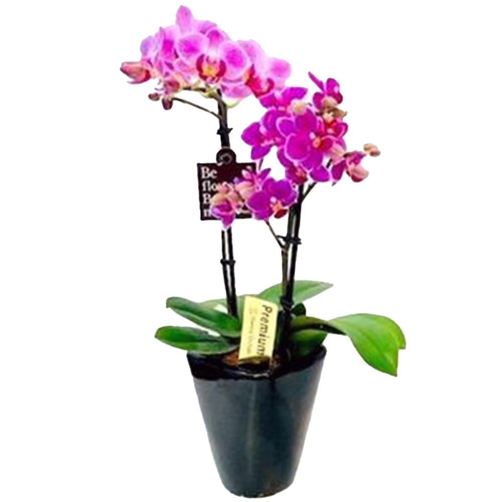 ミディ胡蝶蘭 6本立ち ミックス