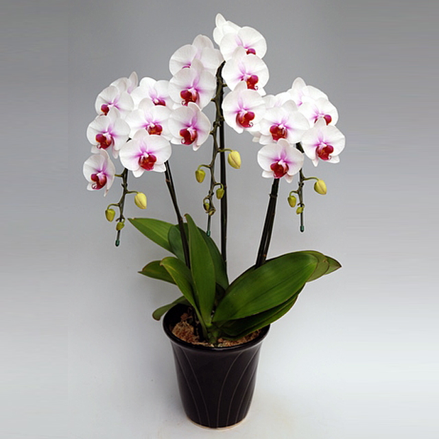 ミディ胡蝶蘭 中大輪 サクラヒメ 3本立ち