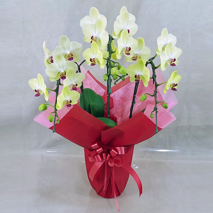 胡蝶蘭 3本立ち ザルツマン 黄色 イエローグリーン色  森田洋蘭園