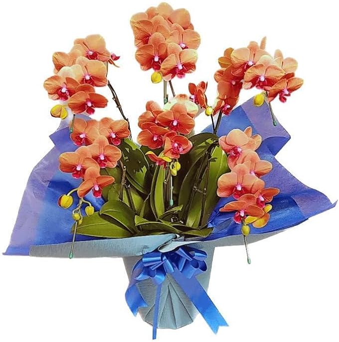 胡蝶蘭 6本立ち サーフソング オレンジ色 橙色 ダブルラッピング仕立て