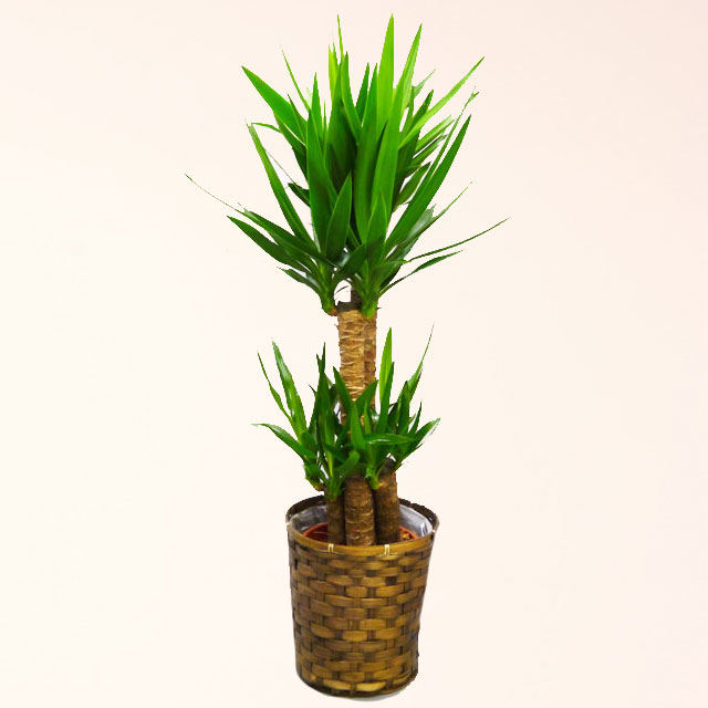 観葉植物 青年の木 ユッカ 8号鉢 バスケット付 送料無料