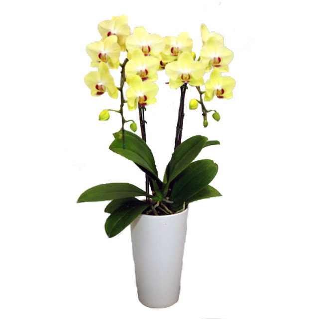 ミディ胡蝶蘭 サンクスポット ザルツマン 2本立ち Thanks Pot 黄色