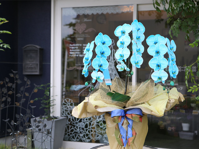 マリンエレガンス