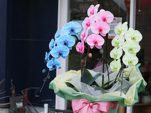 3色の胡蝶蘭（サプライズエレガンス）［27輪・33輪3本立ち］松浦園芸【送料無料】｜７色から組み合わせが選べる胡蝶蘭＜当店限定＞就任・開店・開院のお祝い・誕生日・長寿祝い・お供えなどの贈り物におすすめのフラワーギフト