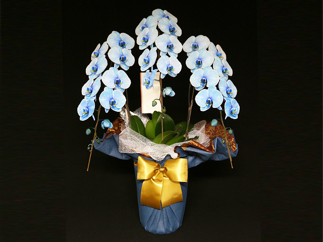 33輪青い胡蝶蘭3本立