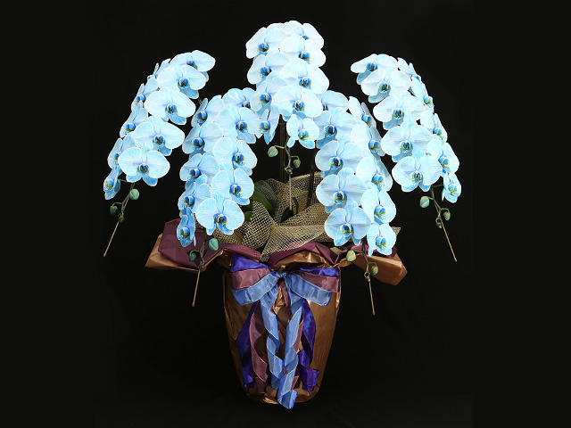 60輪の青い胡蝶蘭（プレミアムブルーエレガンス）［５本立ち］松浦園芸【送料無料】｜就任・開店・開院のお祝い・誕生日・長寿祝い・叙勲・褒章祝い・お供えなどの贈り物におすすめのフラワーギフト