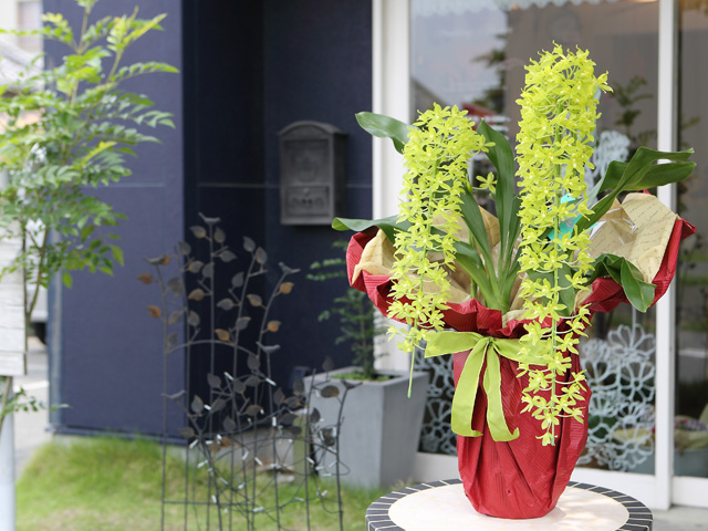 グラマトフィラム