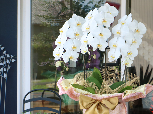 白い胡蝶蘭［３本立］～LED栽培・産地直送～【送料無料】東京・大阪即日発送可能・法人ギフト対応｜就任・開店・開院のお祝い・誕生日・長寿祝い・お供えなどの贈り物におすすめのフラワーギフト