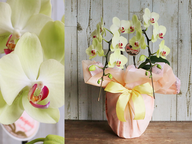 黄色のミディ胡蝶蘭［２本立］〜LED栽培・産地直送〜【送料一律1800円（※一部地域を除く）】｜就任・開店・開院のお祝い・誕生日・長寿祝い・お供えなどの贈り物におすすめのフラワーギフト