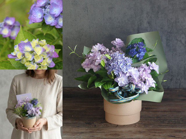 【生花】新発売！梅雨を彩る摘みたてアジサイのプチ贅沢アレンジ【1日5個・6/1〜6/18限定】誕生日・結婚記念日・父の日・退任退職祝い・出産祝い・発表会・長寿祝いにおすすめ【送料一律880円（※一部地域を除く）】