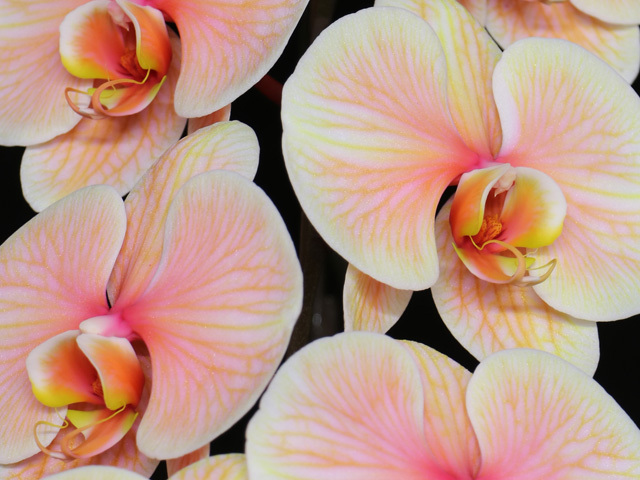 27輪のあさひエレガンス［3本立ち］松浦園芸【送料無料】東京・大阪