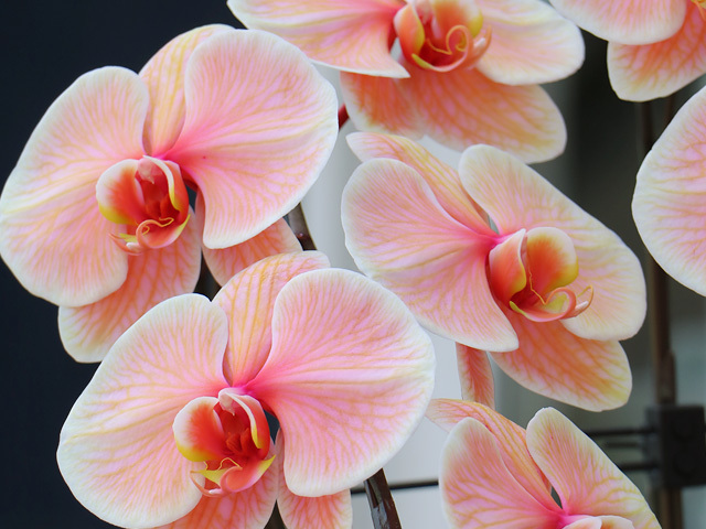 27輪のあさひエレガンス［3本立ち］松浦園芸【送料無料】東京・大阪