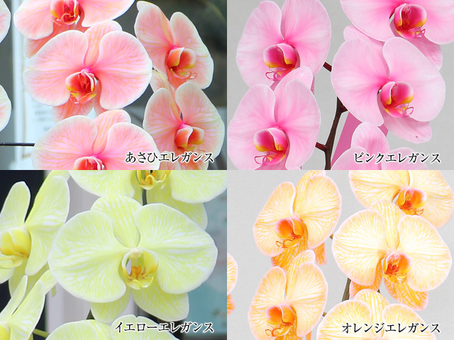 オレンジエレガンス［2本立ち］松浦園芸【送料無料】｜開店・退職