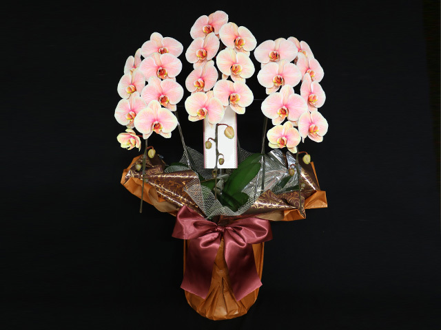 27輪のあさひエレガンス［3本立ち］松浦園芸【送料無料】東京・大阪