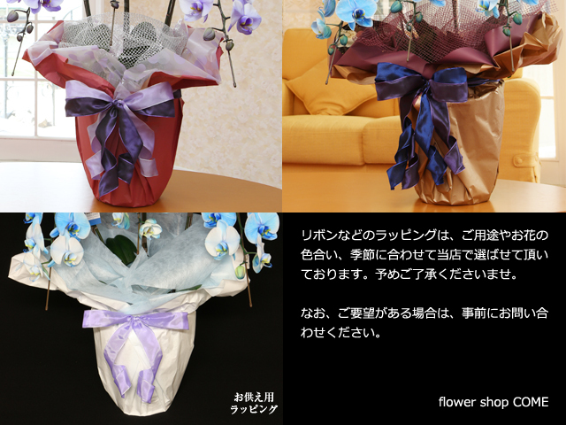 青い胡蝶蘭（ブルーエレガンス）３本立〜ラッピングサンプル