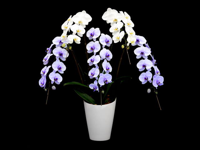 富士山エレガンス胡蝶蘭5本立