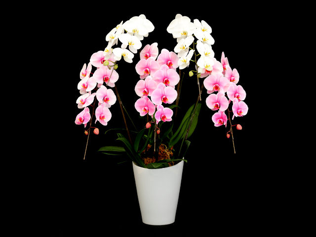 富士山エレガンス胡蝶蘭5本立