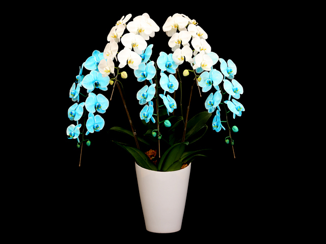 富士山エレガンス胡蝶蘭5本立