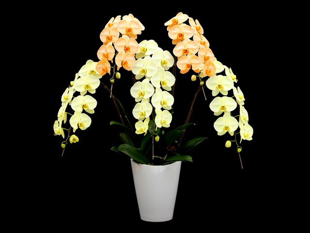 富士山エレガンス胡蝶蘭5本立