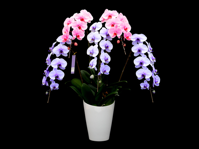 富士山エレガンス胡蝶蘭5本立