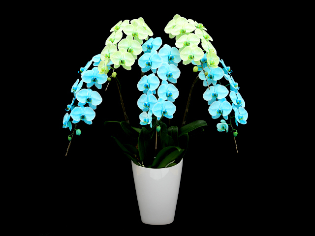 富士山エレガンス胡蝶蘭5本立