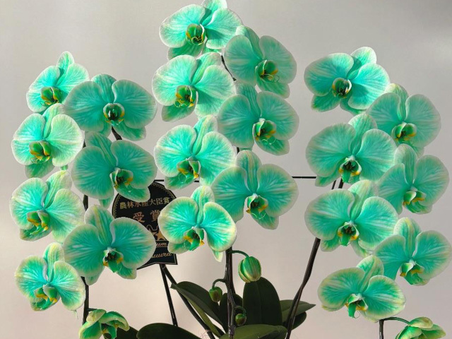 27輪のミランジェエレガンス［3本立ち］松浦園芸【送料無料】東京