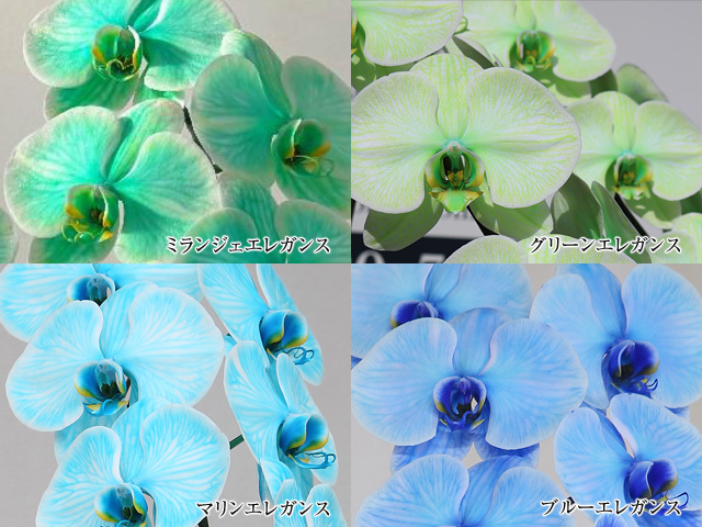 27輪のミランジェエレガンス［3本立ち］松浦園芸【送料無料】東京