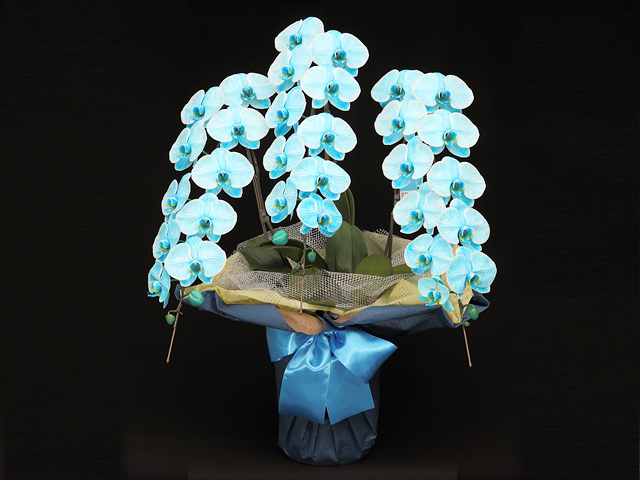 夏季限定>33輪のプレミアムマリンエレガンス［3本立ち］松浦園芸