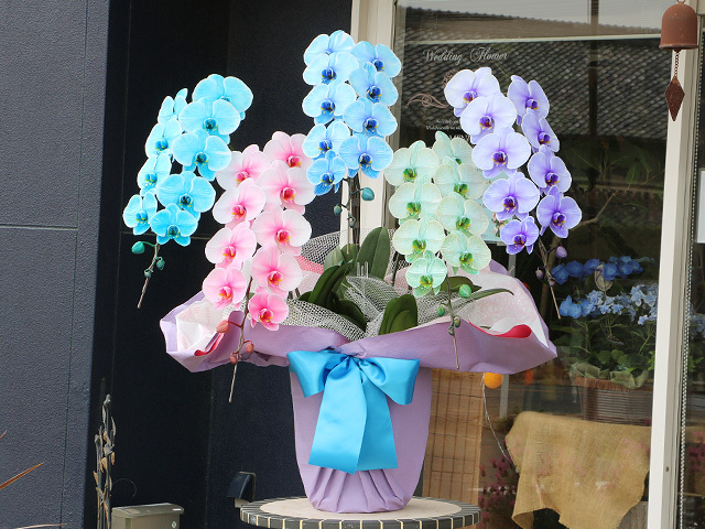 5色の胡蝶蘭（サプライズエレガンス）［45輪・60輪5本立ち］松浦園芸【送料無料】｜７色から組み合わせが選べる胡蝶蘭＜当店限定＞就任・開店・開院のお祝い・誕生日・長寿祝い・お供えなどの贈り物におすすめのフラワーギフト