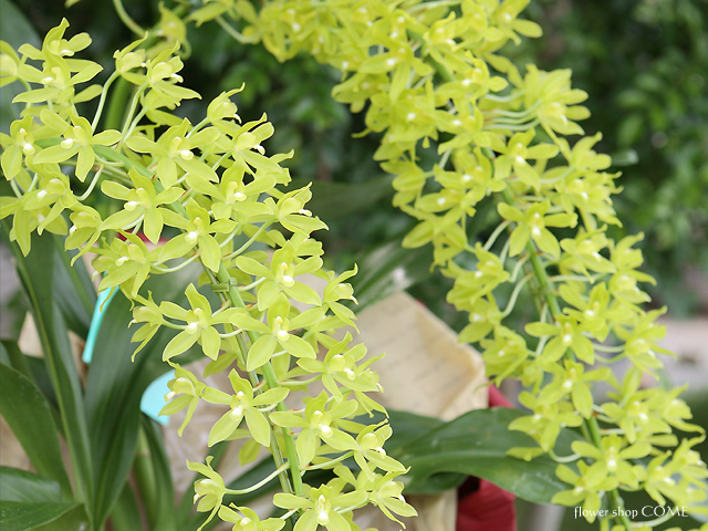 グラマトフィラム