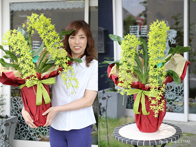 グラマト フィラム 2本立ち 花付き 洋蘭 吊り仕立て １株お値段 2026年6月販売開始！<夏季限定>夏の恋人 グラマトフィラム ［二本立ち