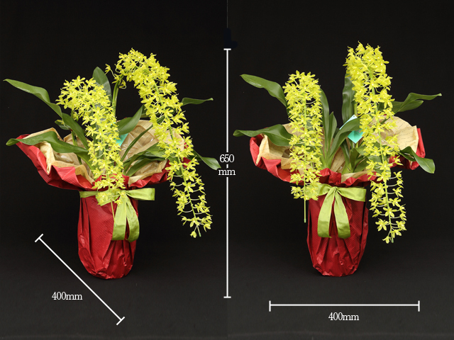 グラマトフィラム