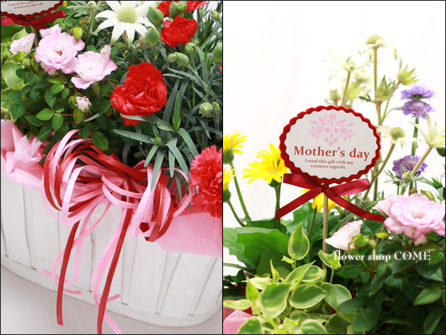 カーネーションの寄せ鉢（母の日ギフトにおすすめ）