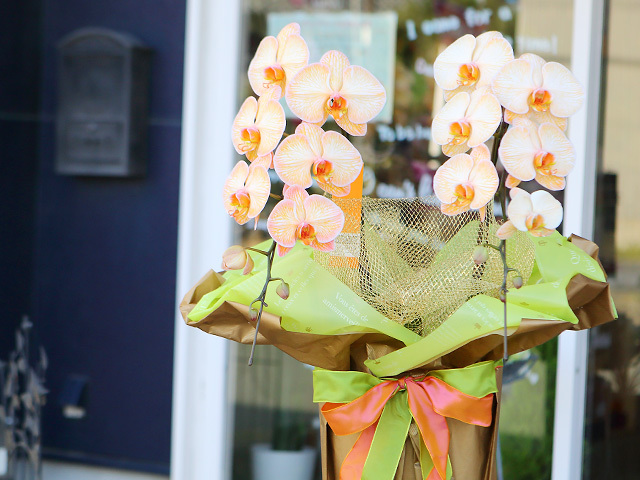 オレンジエレガンス［2本立ち］松浦園芸【送料無料】｜開店・退職