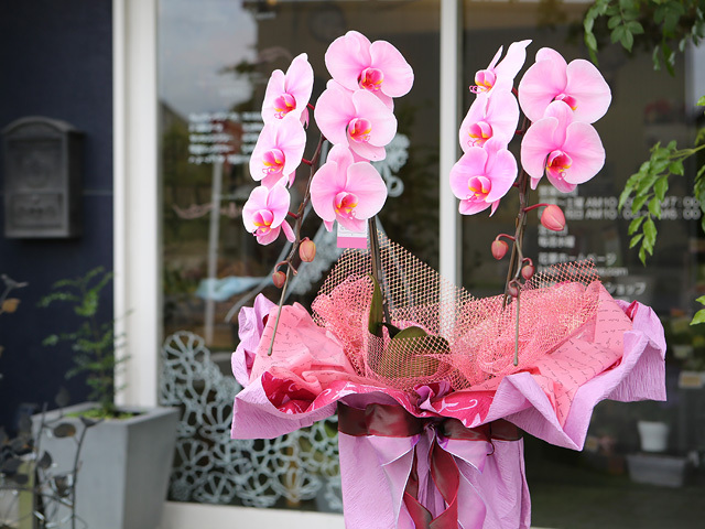 ☆ピンクの羽の美しいエヴァンタイユ&布花・フランスアンティーク☆ ☆ピンクの羽の美しいエヴァンタイユ&布花・フランスアンティーク ピンクの