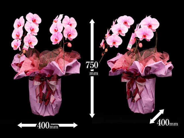 ピンクエレガンス［2本立ち］松浦園芸【送料無料】｜開店・退職・誕生