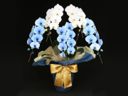 【当店限定胡蝶蘭】極上エレガンス富士山-青富士AOFUJI-（ブルーエレガンス＆白い胡蝶蘭）［５本立ち］松浦園芸【送料無料】｜上場祝い・就任祝い・開店祝い・開院祝い・当選祝い・選挙・誕生日などのお祝いの贈り物におすすめのフラワーギフト