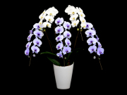 富士山エレガンス胡蝶蘭5本立