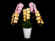富士山エレガンス胡蝶蘭5本立