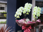 グリーンエレガンス