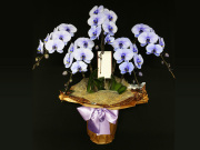 45輪の紫の胡蝶蘭（パープルエレガンス）［５本立ち］松浦園芸【送料無料】｜就任・開店・開院のお祝い・誕生日・長寿祝い・お供えなどの贈り物におすすめのフラワーギフト