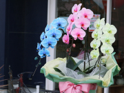 3色の胡蝶蘭（サプライズエレガンス）［27輪・33輪3本立ち］松浦園芸【送料無料】｜７色から組み合わせが選べる胡蝶蘭＜当店限定＞就任・開店・開院のお祝い・誕生日・長寿祝い・お供えなどの贈り物におすすめのフラワーギフト