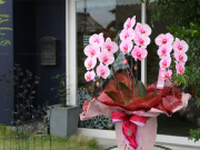 ピンクエレガンス