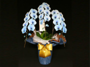 33輪青い胡蝶蘭3本立