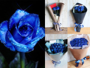 【生花】青い煌薔薇～きらめきばら～輝くバラの花束 （本数売り）花言葉は奇跡・夢かなう【プロポーズ・誕生日・結婚記念日・母の日・卒園入園祝い・卒業入学祝い・退任退職祝い・出産祝い・長寿祝いにおすすめ】【送料一律1800円（※一部地域を除く）】