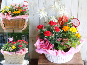 予約受付スタート！【母の日限定ギフト】カーネーションの寄せ鉢【送料一律880円（※一部地域を除く）】