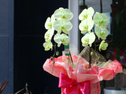 グリーンエレガンス［２本立ち］松浦園芸【送料無料】｜開店・退職・誕生日などお祝いの贈り物におすすめのフラワーギフト