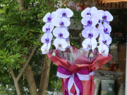 紫の胡蝶蘭（パープルエレガンス）［２本立ち］松浦園芸【送料無料】｜就任・開店・開院のお祝い・誕生日・長寿祝い・お供えなどの贈り物におすすめのフラワーギフト