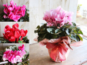 2026年12月販売開始！期間限定シクラメン鉢（5号鉢）～クリスマス＆お歳暮ギフトにオススメの長持ちする花鉢【送料一律880円（※一部地域を除く）】【産地直送】【ラッピング無料】誕生日・結婚記念・退職祝い・出産祝い・発表会・長寿祝いにおすすめ