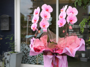 ピンクエレガンス［２本立ち］松浦園芸【送料無料】｜開店・退職・誕生日などお祝いの贈り物におすすめのフラワーギフト